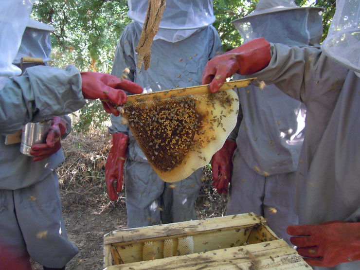養蜂は、蜂蜜だけでなく受粉による植生回復も期待できます